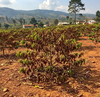 a field with a few trees and a mountain in the background