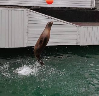 CA Coast - A seal jumps from the water & touches a ball at Ocean World