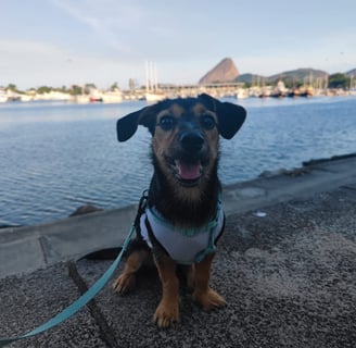 beneficios_passeio_cachorro