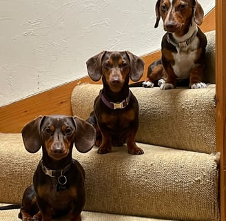 Chief Cuddle Officers - Dachshunds