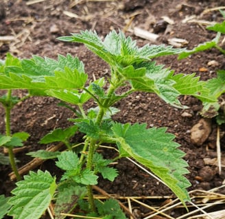 Close up stinging nettle