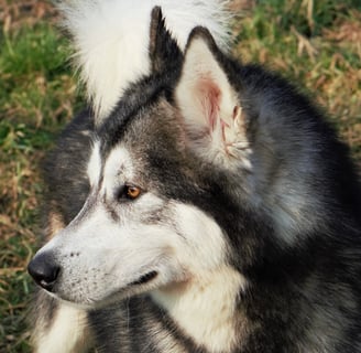 alaskan malamute grigio lupo bianco, wolf grey