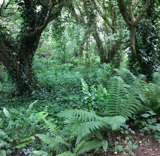 lush foliage on woodland floor in light shade with ferns and ivy