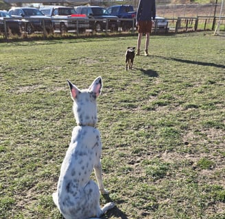 Brown dog takes off running to trainer while white and black dog waits patiently