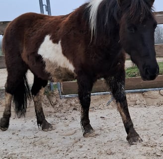 Super Poney