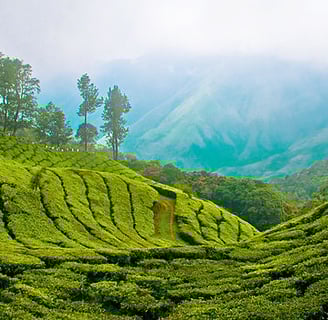 Tea estate - Munnar tour package