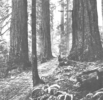 Snoqualmie, WA - Explore the first (dirt) Wagon Road, finished 1868 for a route to Seattle