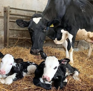 Cattle for sale