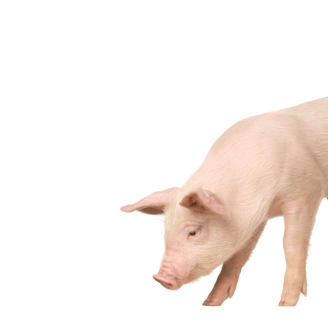 Pig used in the visual identification of Weihs Animals products.