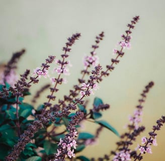Tulsi flowers