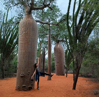 Mangily Baobab Forest in Madagascar