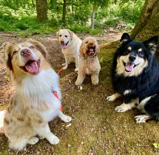 dog walking, dog sitting, vétérinaire, toiletteur, bruxelles