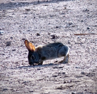 a rabbit in the middle of a sandy area