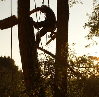 Professionnel en train d'élaguer un arbre.