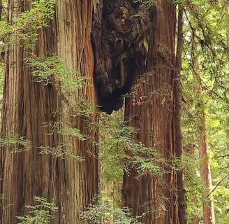 CA Coast - 2 trees that grew a connective growth between them at Jedediah Smith Redwood Park