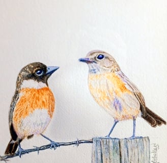Stonechats