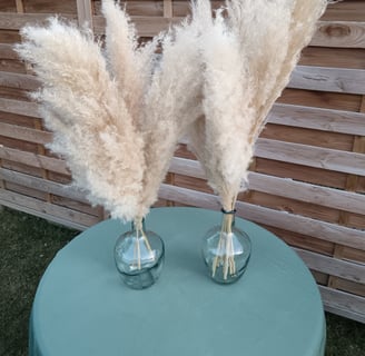 pampas