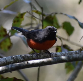 A Slate-throated Redstart perches on a branch in the Montetik Nature Reserve in Chiapas