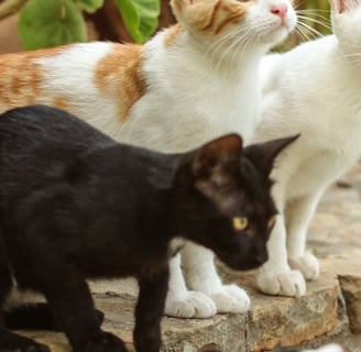 a group of cats sitting on a brick wall