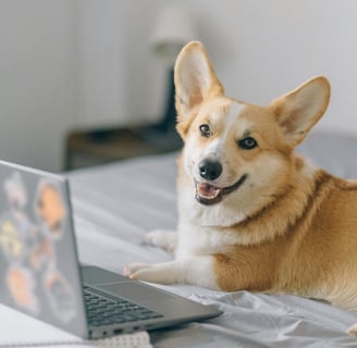 corgi with computer smiling at camera