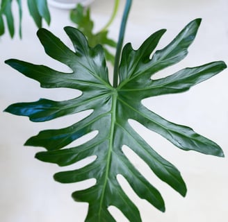 Philodendron bipinnatifidum lobed leaves
