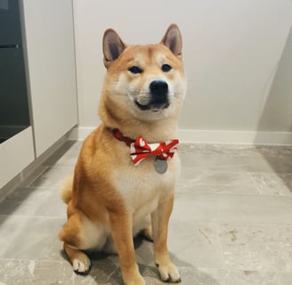 Photo of Kobe, a Shiba Inu