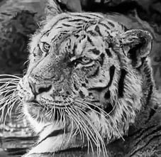 a tiger in the water in a zoo enclosure, hyperrealism