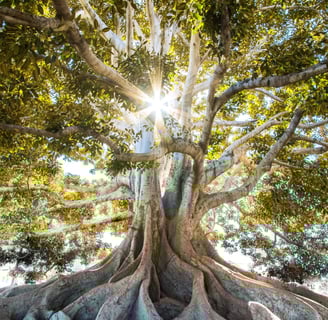 Arbre symbolique de clarté et d’ancrage pour illustrer l’entretien de découverte énergétique