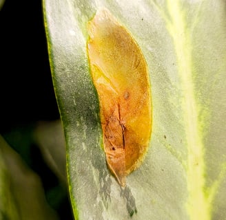 Edema on Aglaonema leaf