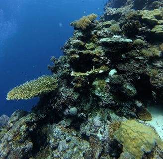 Four Seasons Explorer Palau Diving