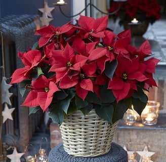Christmas star flower