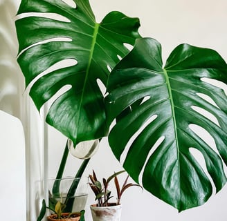 pianta in vaso di monstera deliciosa con davanti dei libri impilati