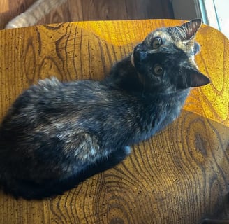 a tortoiseshell cat in a chair