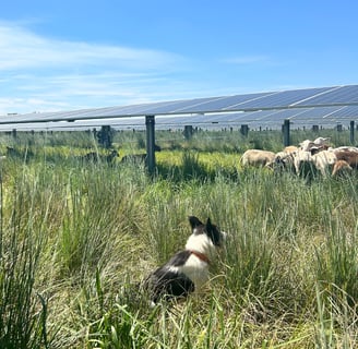 border collie watching sheep graze in solar field