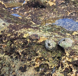 Barnacles on rocky reef