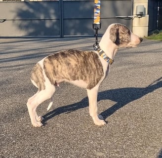 chiot lévrier whippet reste à l'élevage