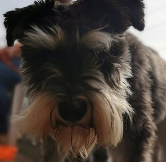 Woof Feedback is important to us