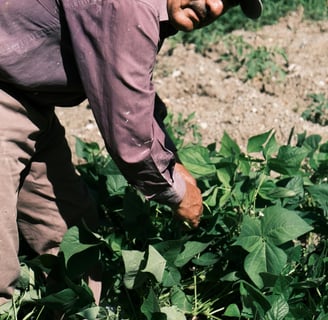 Agriculteur cueillant ses productions