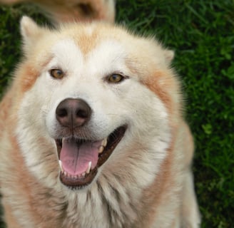 alaskan malamute rosso bianco, light red