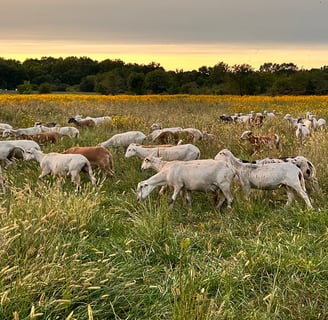 flock of sheep grazing in a field of flowers