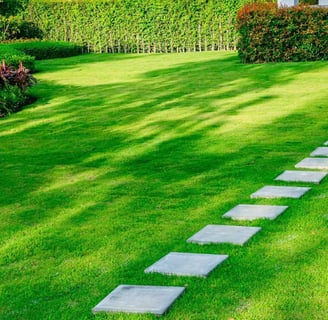 mexican lawn grass seeds