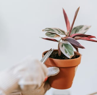 Houseplant being pruned