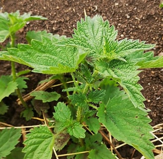 Close up of stinging nettle