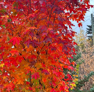 Inferno Sugar Maple in fall color