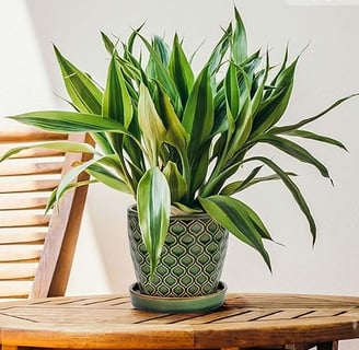 Maceta de cerámica esmaltada, Ø 17cm, Tiesto Decorativo para Plantas, Macetero con Plato Redondo par