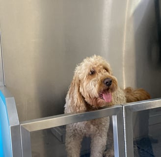 Photo de chien dans le dog wash