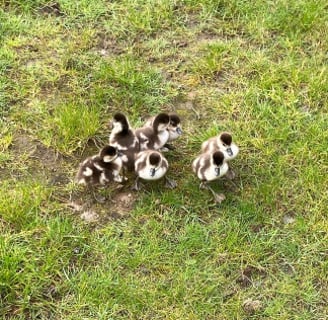 A group of six tiny goslings, lost and looking for mum and dad