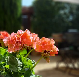 Jardin fleuri
