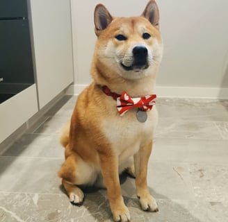 Photo of Kobe, a Shiba Inu