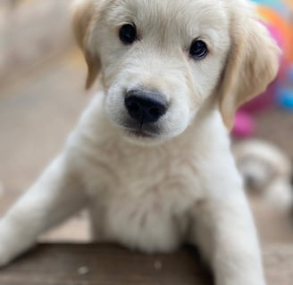 chiot golden retriever élevage près d'alès